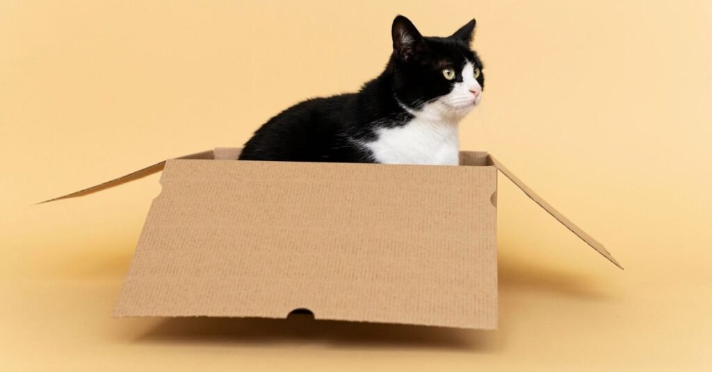 how much to charge for changing cat ltter box